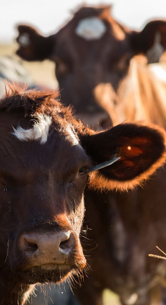 Cows